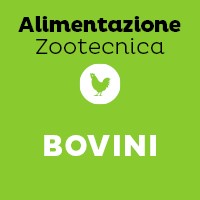 Bovini