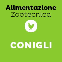 Conigli