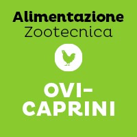 Ovi-Caprini