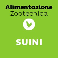 Suini