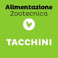 Tacchini